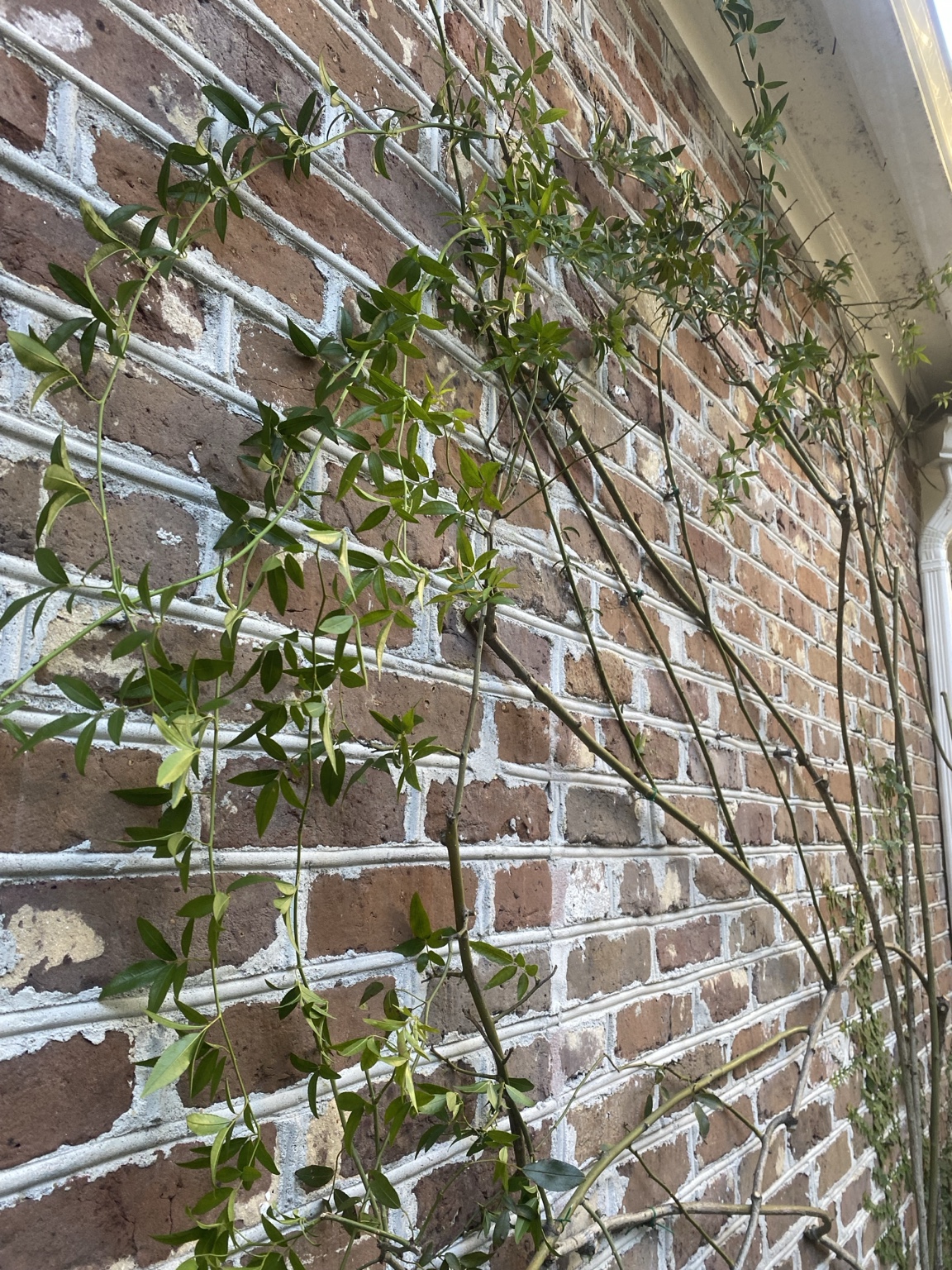 A climbing rose trained by hand against brick