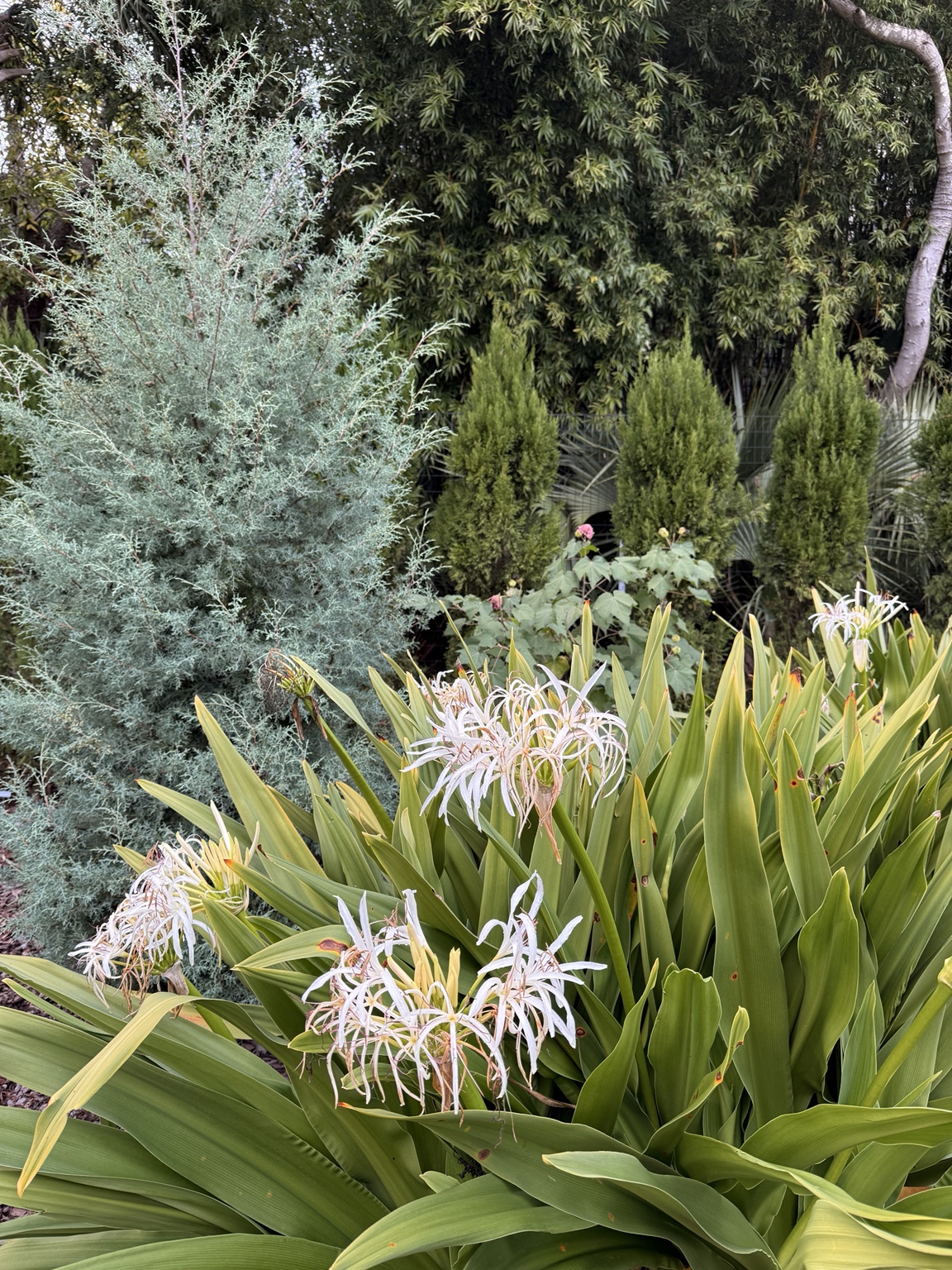 Crinum, conifers, and contrasting foliage textures