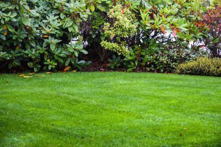 How to Keep Your Lawn Green and Healthy During South Carolina’s Hot Summers Thumbnail