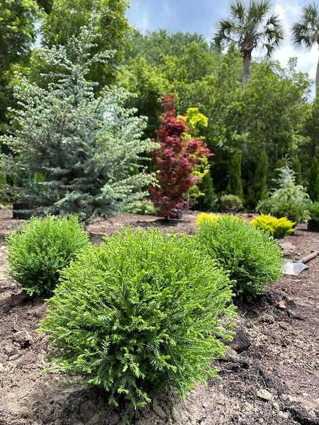 What Is Creative Maintenance and Why Does It Matter for Your Landscape? Thumbnail