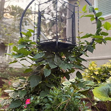 Glossy Ibis Landscape Renovation in Kiawah Island, SC 6